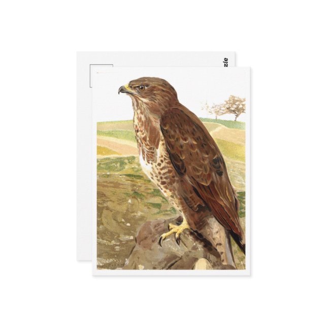 The Buzzard Postcard (Front/Back In Situ)