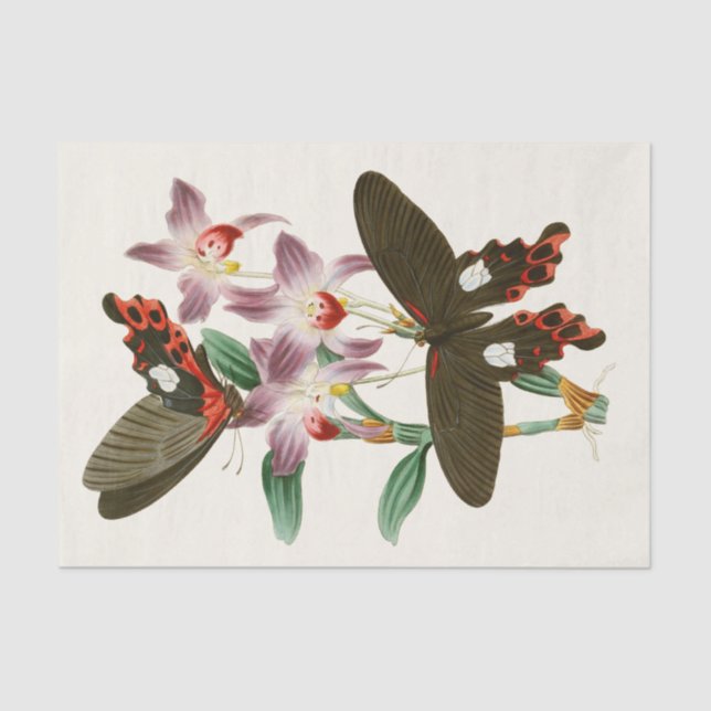 The Cabinet of Oriental Entomology Pl III Tissue Paper (Front)