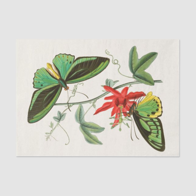 The Cabinet of Oriental Entomology Pl XII Tissue Paper (Front)