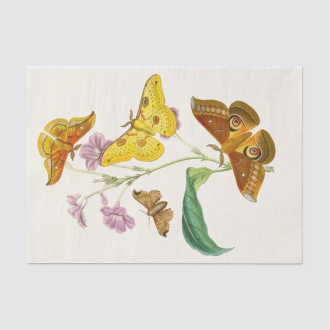The Cabinet of Oriental Entomology Pl XIII Tissue Paper (Front)