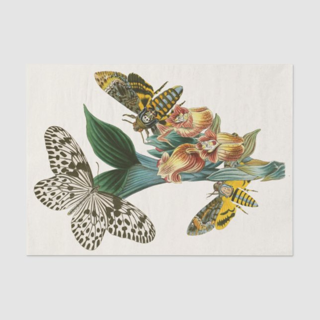The Cabinet of Oriental Entomology Pl XLI Tissue Paper (Front)