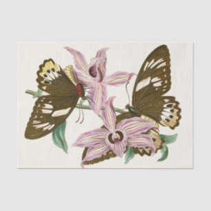 The Cabinet of Oriental Entomology Pl XV Tissue Paper