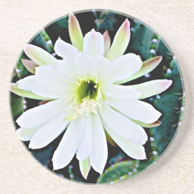 The Cactus Coaster (Front)