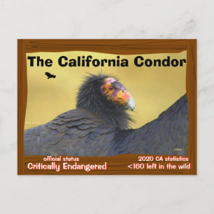 The California Condor is a magnificent bird -2- Postcard