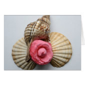 The Camellia And The Shells (Front Horizontal)