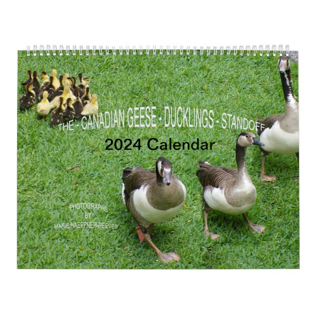 THE *CANADIAN GEESE* - *DUCKLINGS* STANDOFF 2024 CALENDAR (Cover)