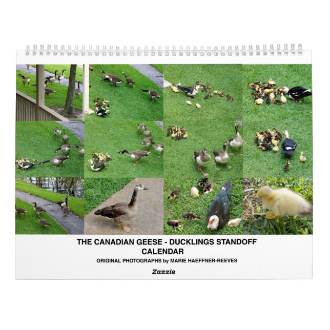 THE *CANADIAN GEESE* - *DUCKLINGS* STANDOFF 2026 CALENDAR (Back)