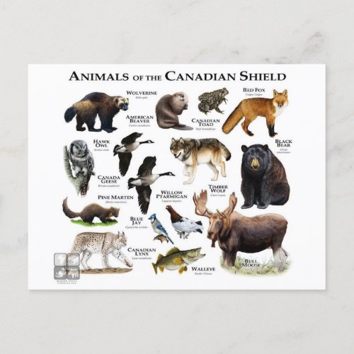 The Canadian Shield Postcard