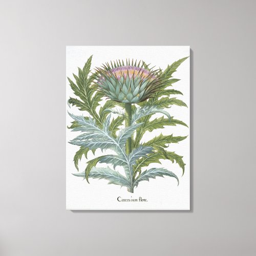 The Cardoon from the Hortus Eystettensis by Bas Canvas Print