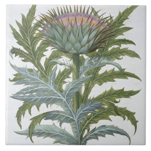 The Cardoon from the Hortus Eystettensis by Bas Ceramic Tile