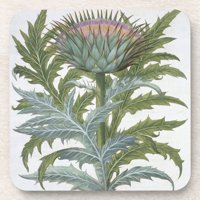 The Cardoon, from the 'Hortus Eystettensis' by Bas Coaster (Front)