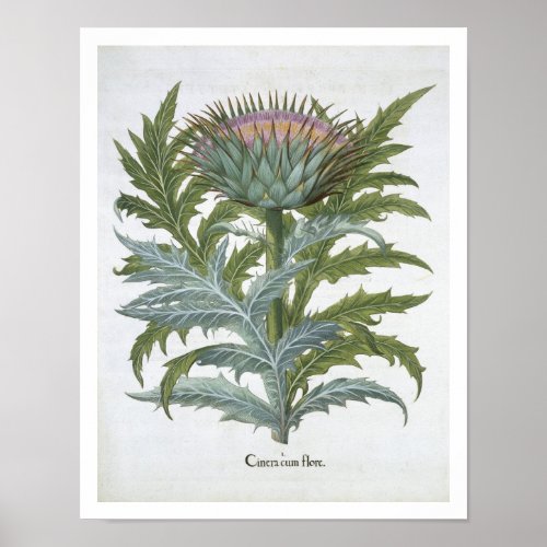 The Cardoon from the Hortus Eystettensis by Bas Poster