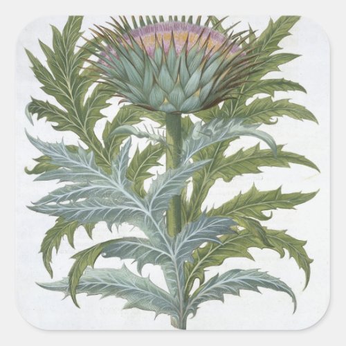 The Cardoon from the Hortus Eystettensis by Bas Square Sticker