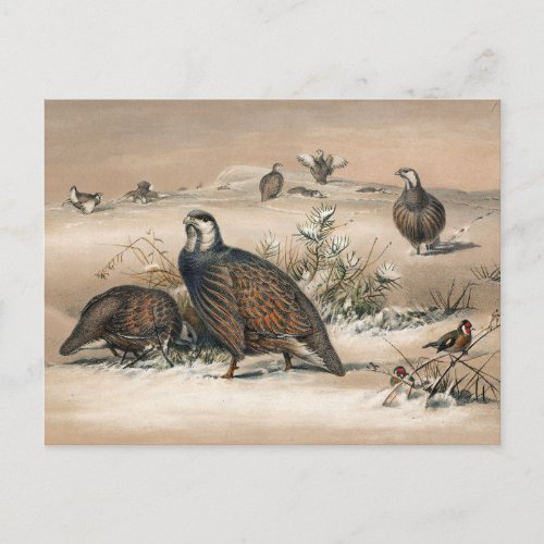 The Caspian Snow_Partridge by Joseph Wolf Postcard