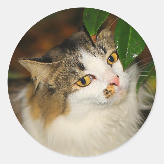 The Cat and the Camellia Classic Round Sticker (Front)