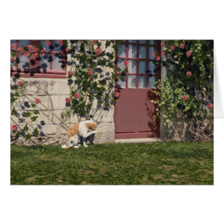 The Cat At Rose Cottage Cards