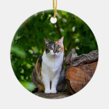 The Cat