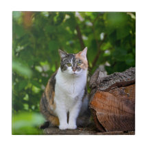 The Cat