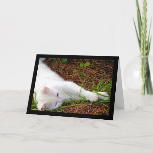 The Cat in the Pine Needles Card