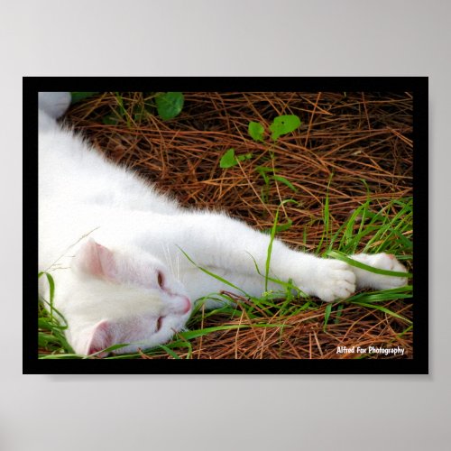 The Cat in the Pine Needles Poster