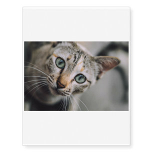 The Cat is here Temporary Tattoos