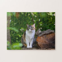 The Cat