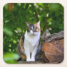 The Cat