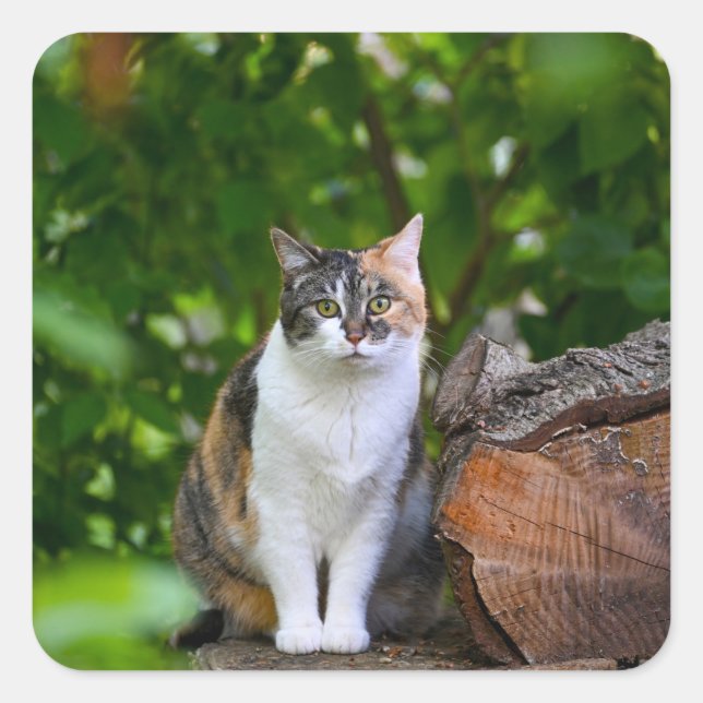 The Cat     Square Sticker (Front)