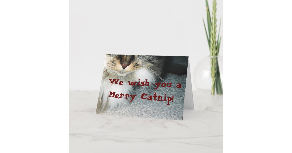 What is in catnip that cats like image