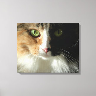 The Cat's Eyes Canvas Print
