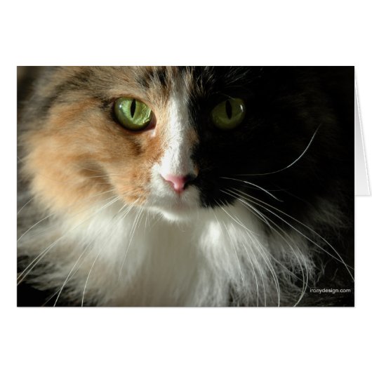 The Cat's Eyes Cards (Front Horizontal)