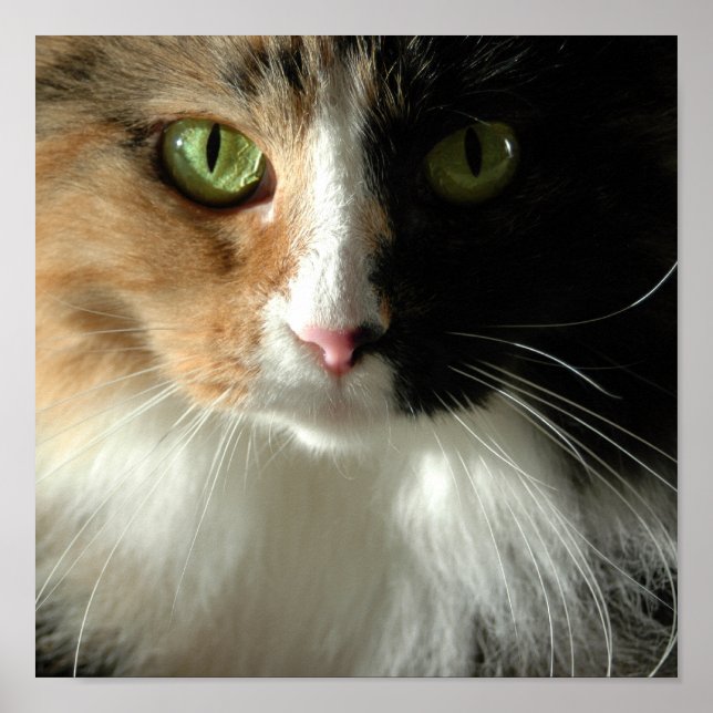 The Cat's Eyes Poster (Front)