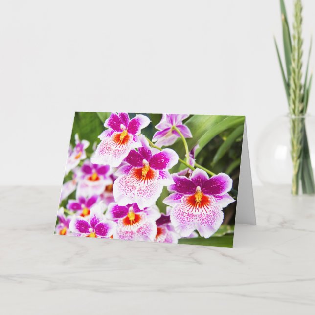 The Cattleya Fushia & White Orchids Greeting Card (Front)