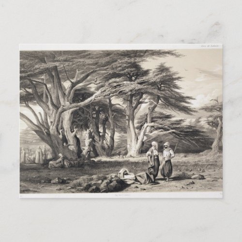 The Cedars of Lebanon engraved by Freeman sepia Postcard