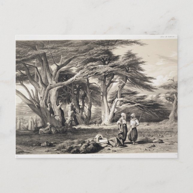 The Cedars of Lebanon, engraved by Freeman (sepia Postcard (Front)