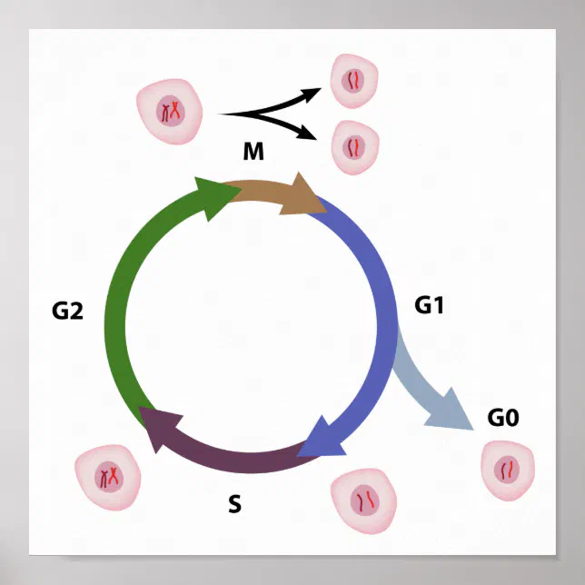 The cell cycle poster | Zazzle