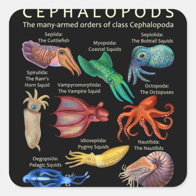 The Cephalopod Octopus Squid Cuttlefish Square Sticker (Front)