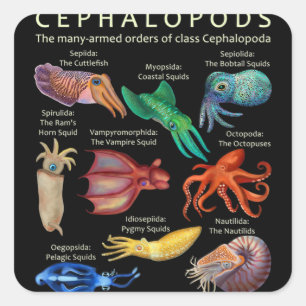 The Cephalopod Octopus Squid Cuttlefish Square Sticker