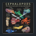 The Cephalopod Octopus Squid Cuttlefish Square Wall Clock<br><div class="desc">The Cephalopod Octopus Squid Cuttlefish</div>