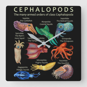 The Cephalopod Octopus Squid Cuttlefish Square Wall Clock