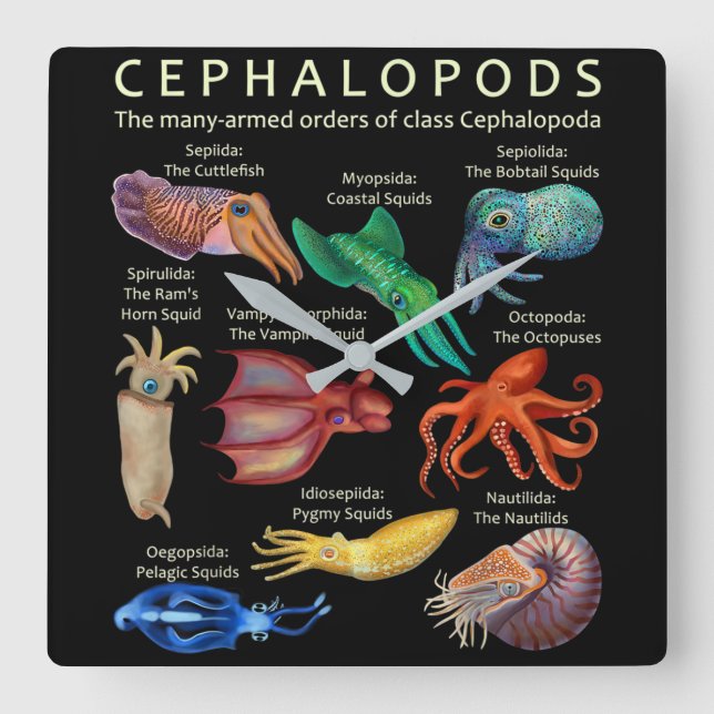 The Cephalopod Octopus Squid Cuttlefish Square Wall Clock (Front)