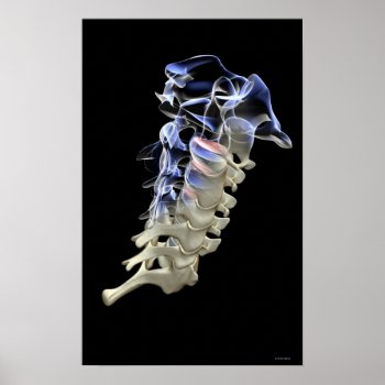 The Cervical Vertebrae 4 Poster by prophoto at Zazzle