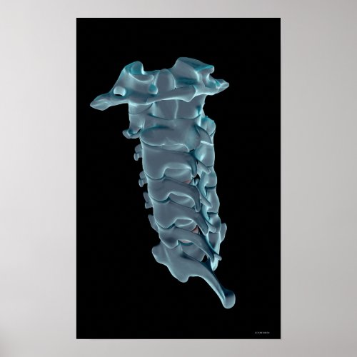 The Cervical Vertebrae Poster