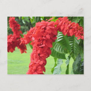 The Chaconia, The National Flower Postcard