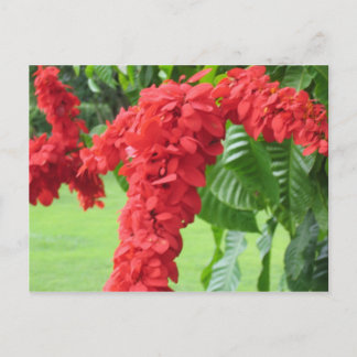 The Chaconia, The National Flower Postcard