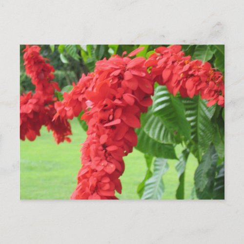 The Chaconia The National Flower Postcard