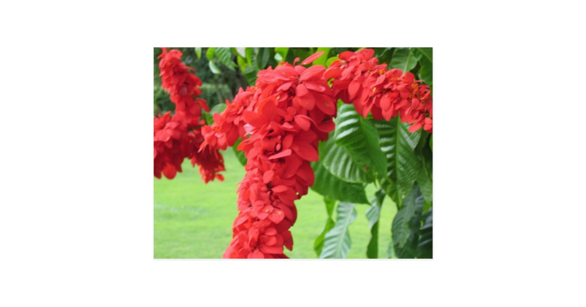 The Chaconia, The National Flower Postcard Zazzle