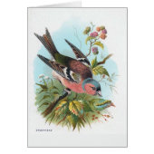 The Chaffinch (Front)