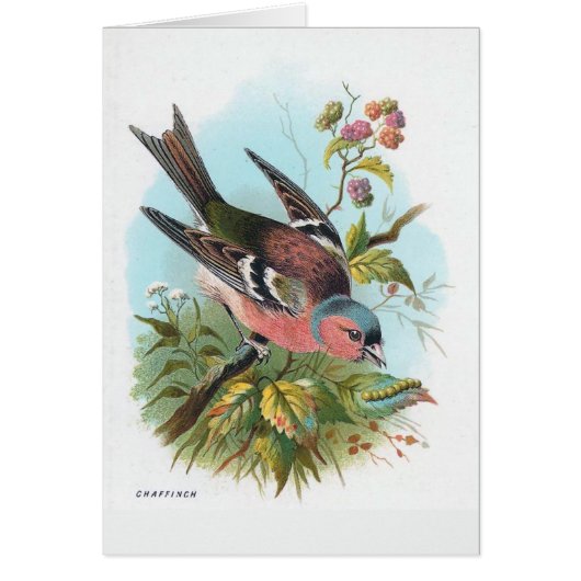 The Chaffinch Cards (Front)