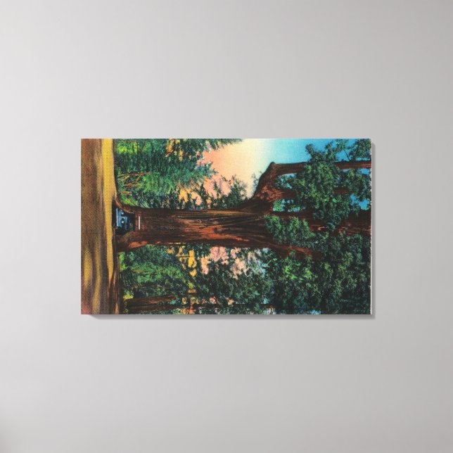 The Chandelier Tree, Underwood Park Canvas Print (Front)